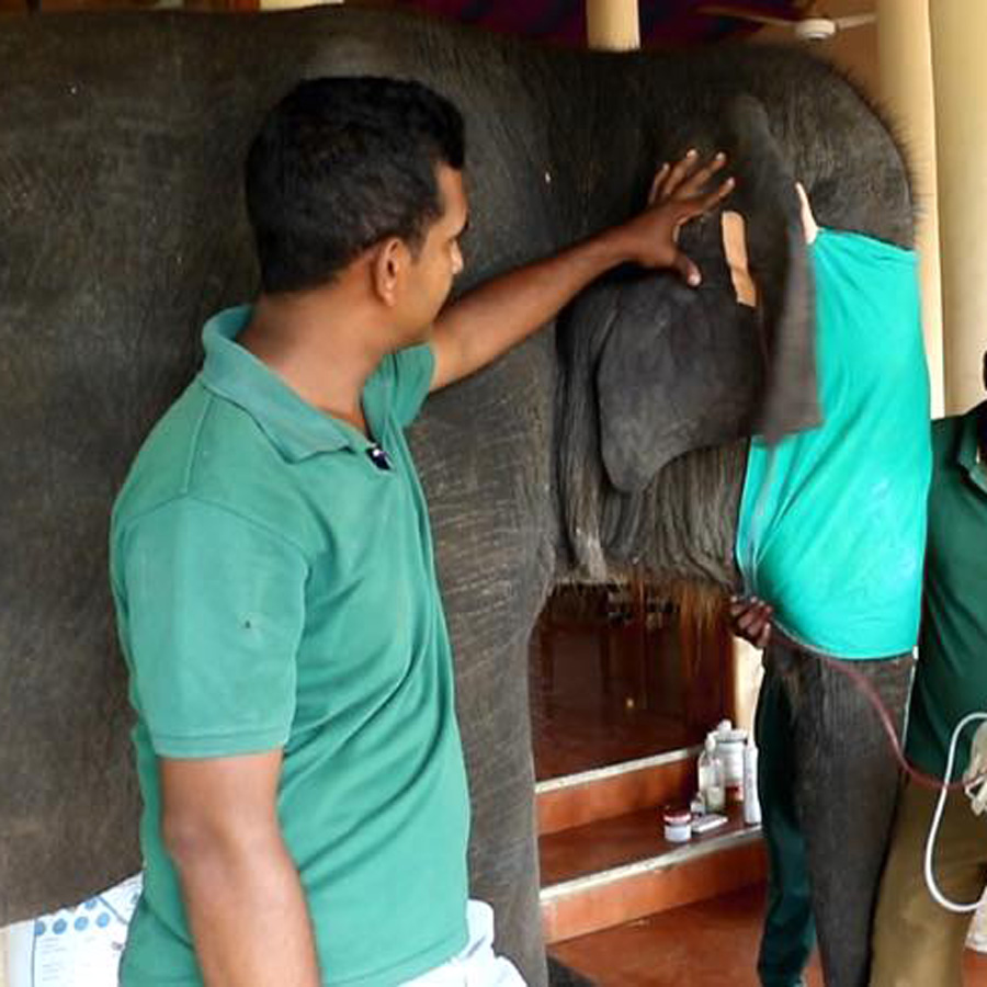 Dr. Malaka and his team performing a blood transfusion on an elephant