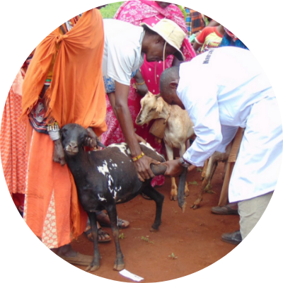 a veterinarian examining a family's goat