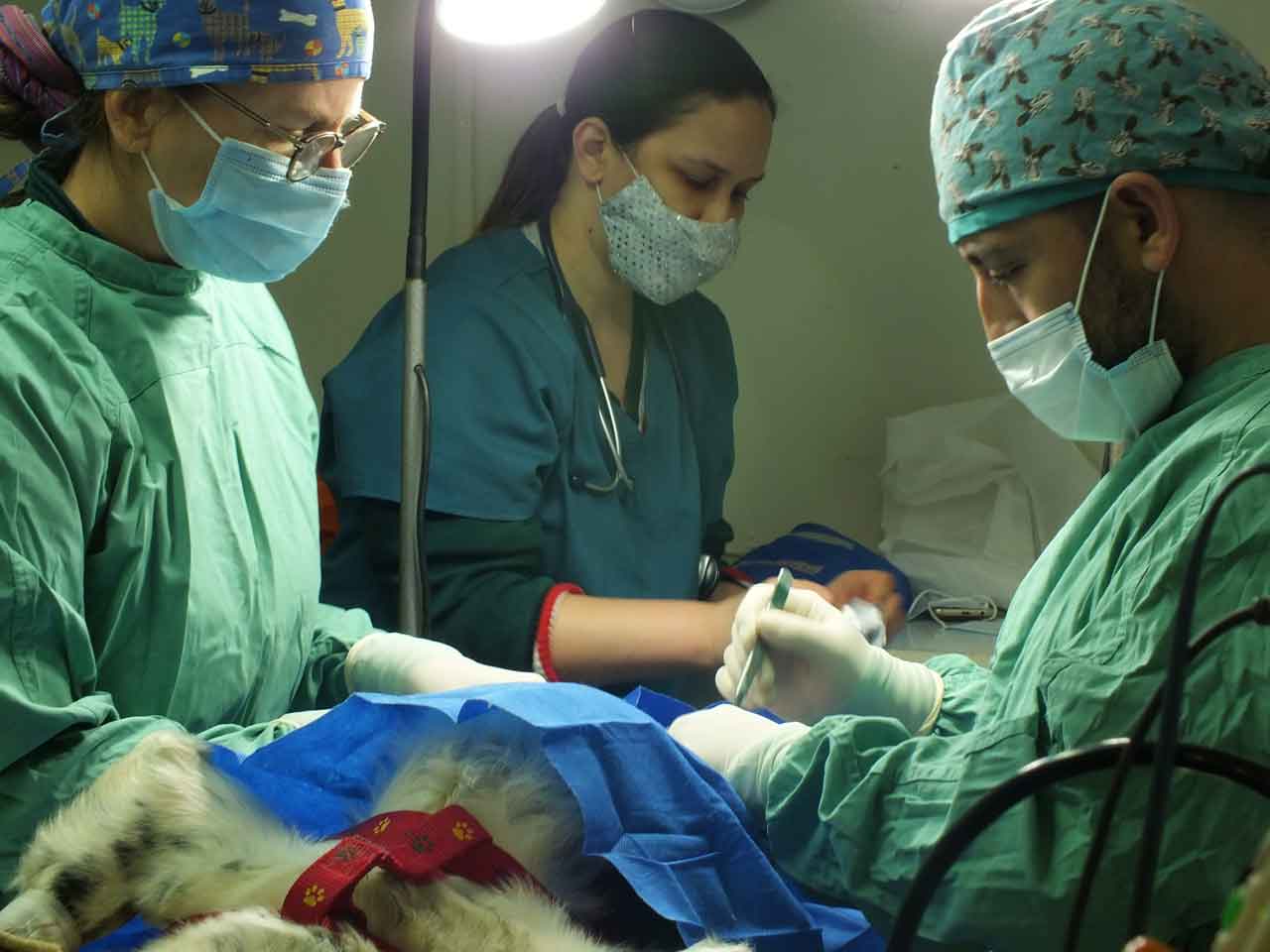 Dr. Elena and her team perming surgery on a pet