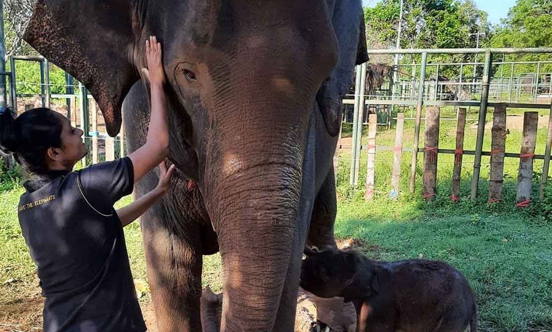Dr. Kalani caring for a mother elephant and her infant