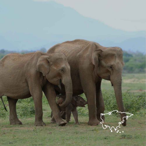 a family of elephants with an illustration of the asian continent
