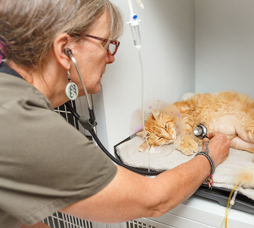 Dr. Elena examining a sick orange cat