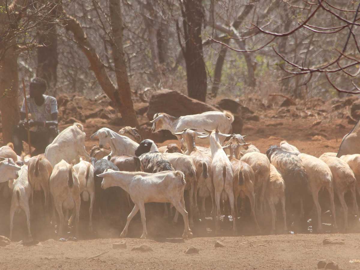 a herder with his goats on dry land