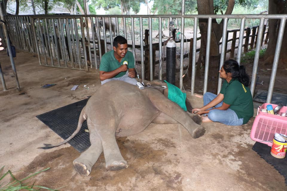 Dr. Malaka and Dr. Kalani performing a blood transfusion on an elephant