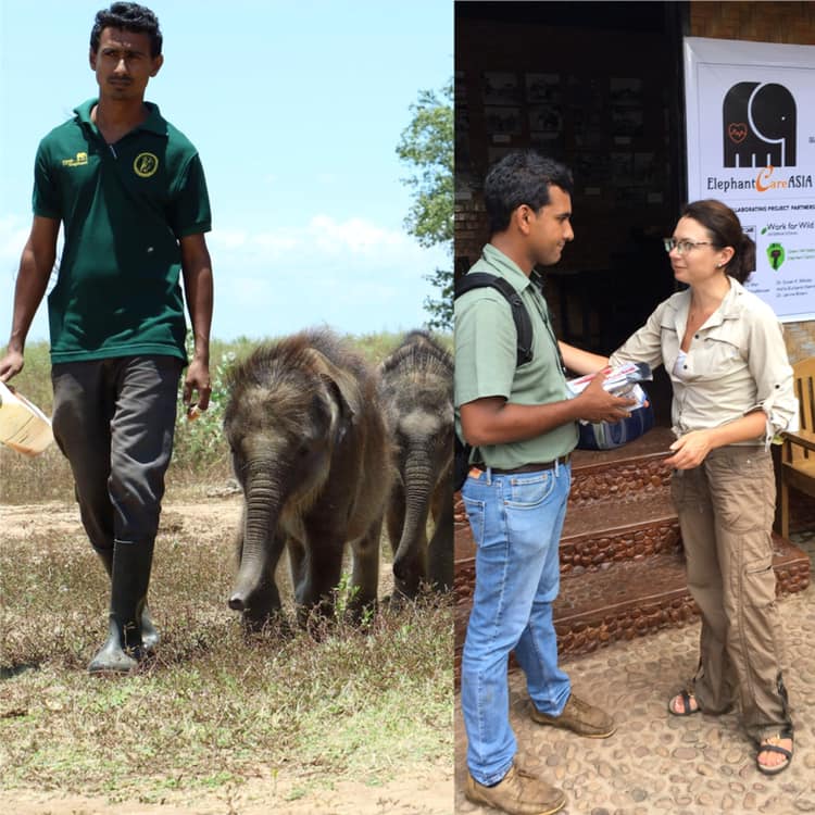 left: man walking infant asian elephants, right: Dr. Scarlett greeting Dr. Malaka