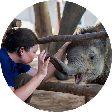 close up view of Dr. Scarlett doing an elephantoral checkup - Get Involved: Help our community of Visionaries