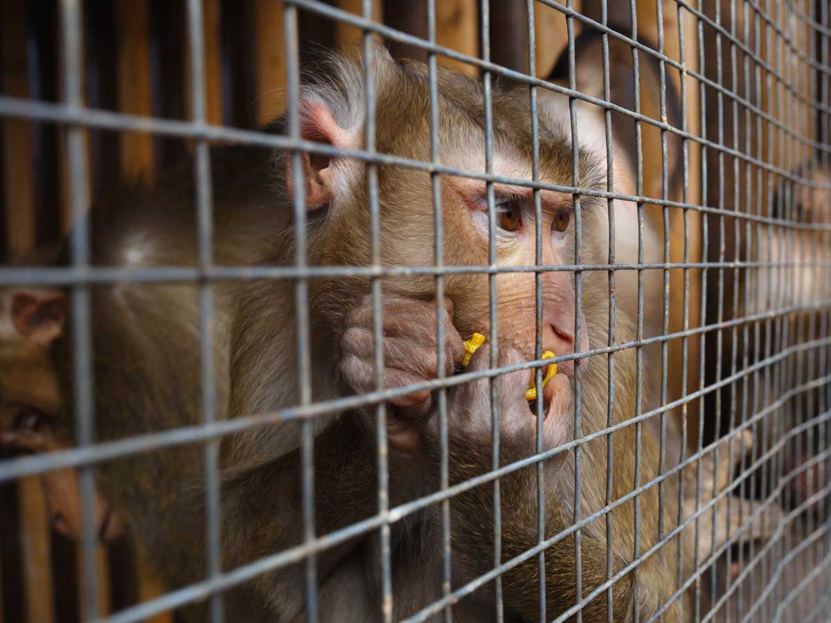 portrait of a sad monkey in a cage