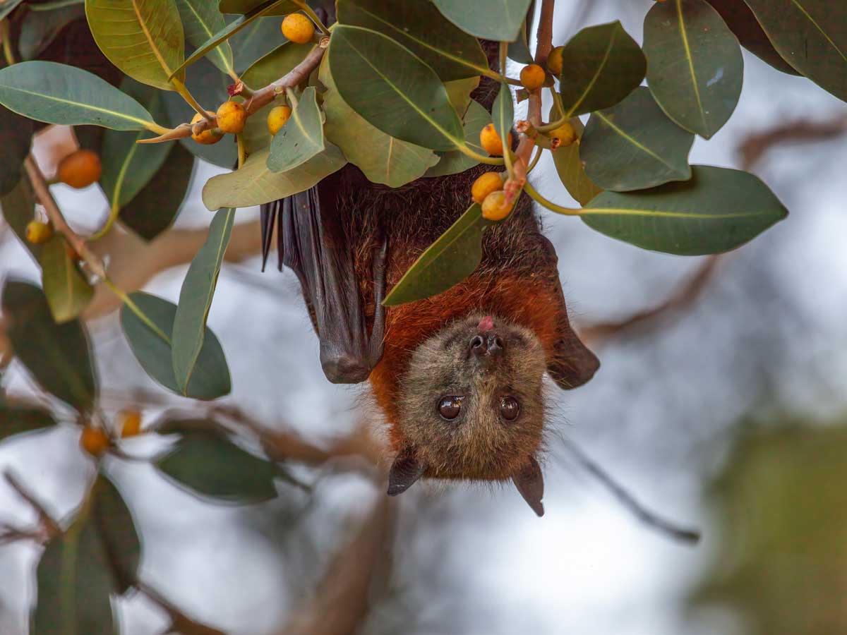 Close-up of a bat perched upside down on a fruit tree