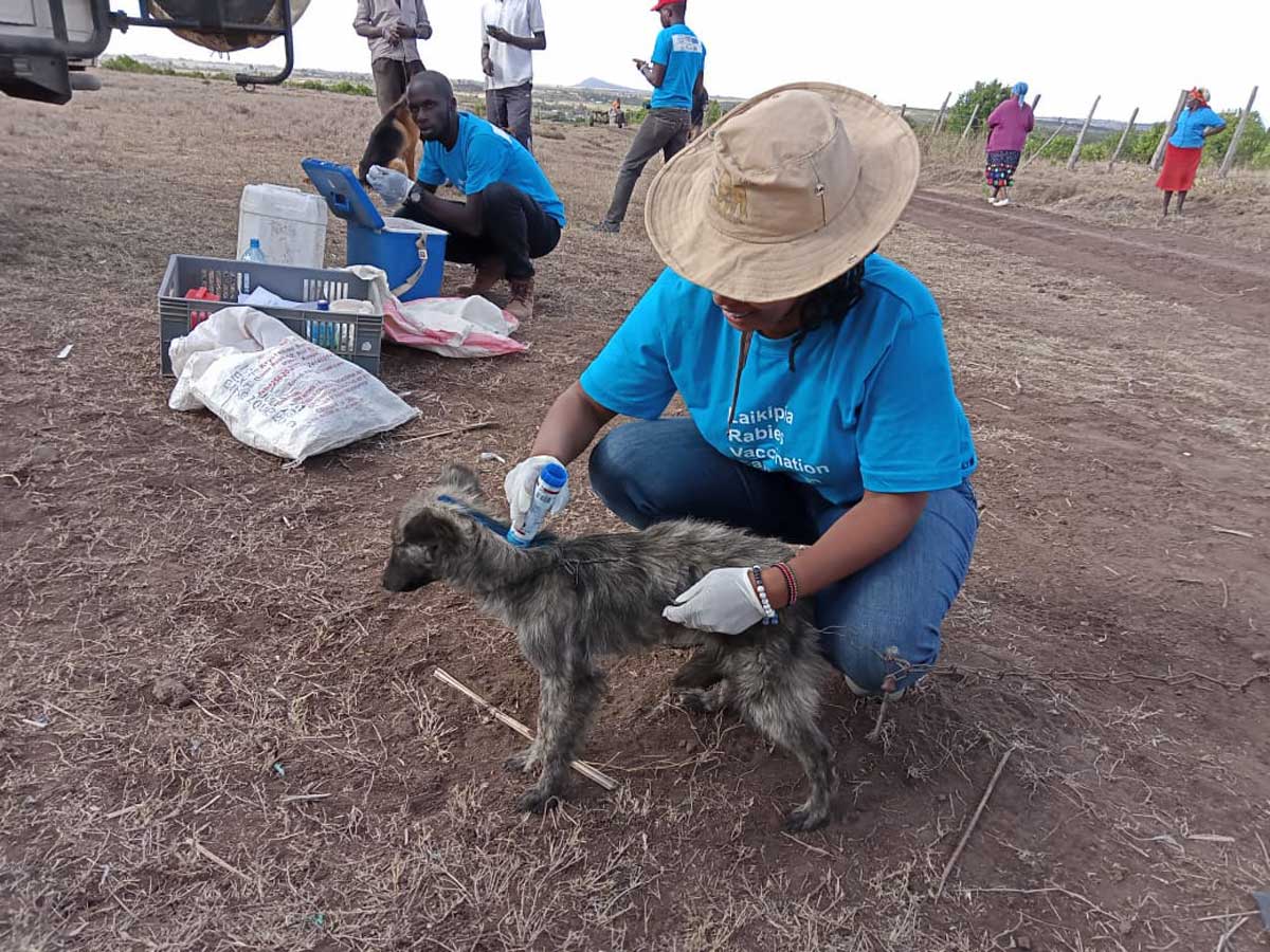 Dr. Grace marking a vaccinated dog for identification