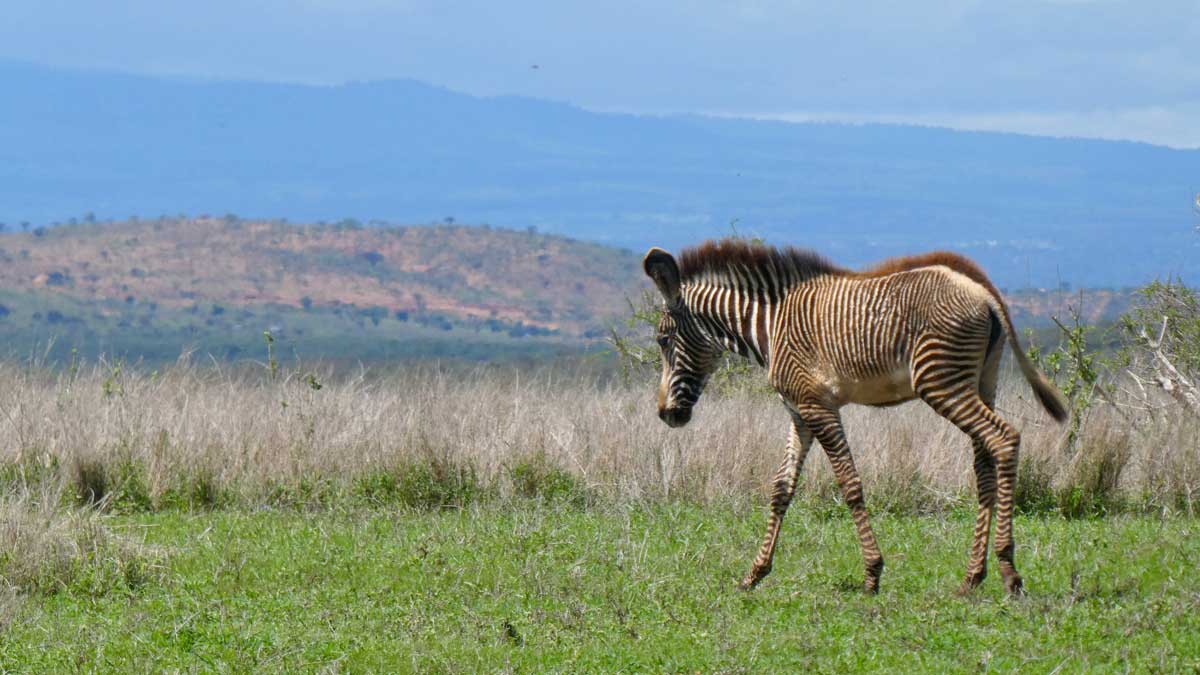 zebra in the Kenyan Savannah