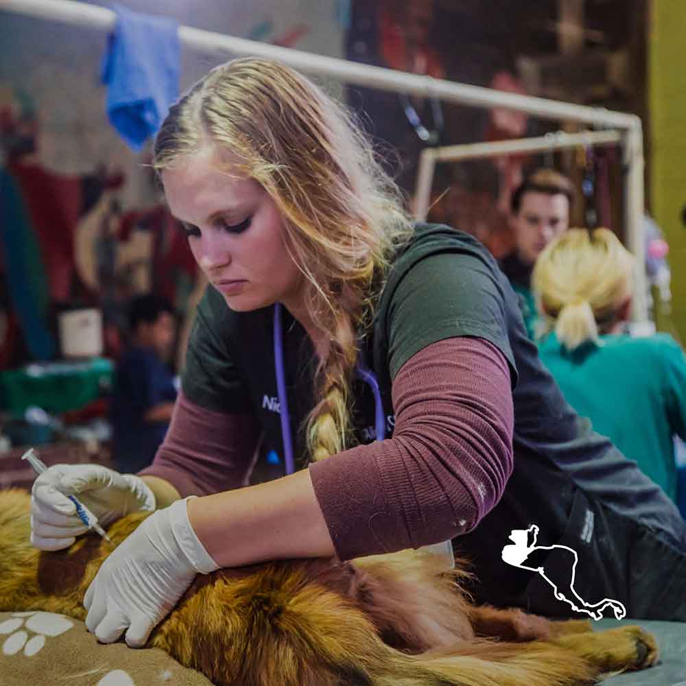a veterinarian vaccinating a dog with an illustration of the Central American continent