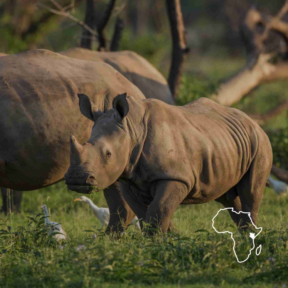Family of rhinos