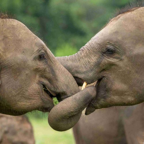 Two adult elephants bonding with trunks intertwined