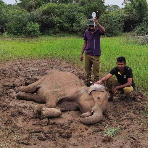 2 men caring for sick elephant