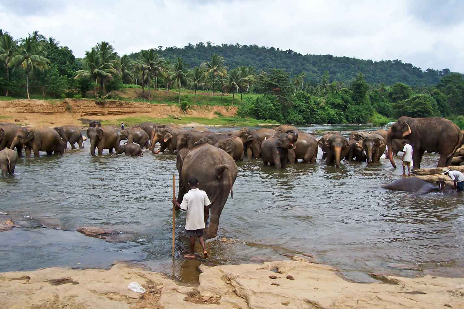 Flock of elephants in the river