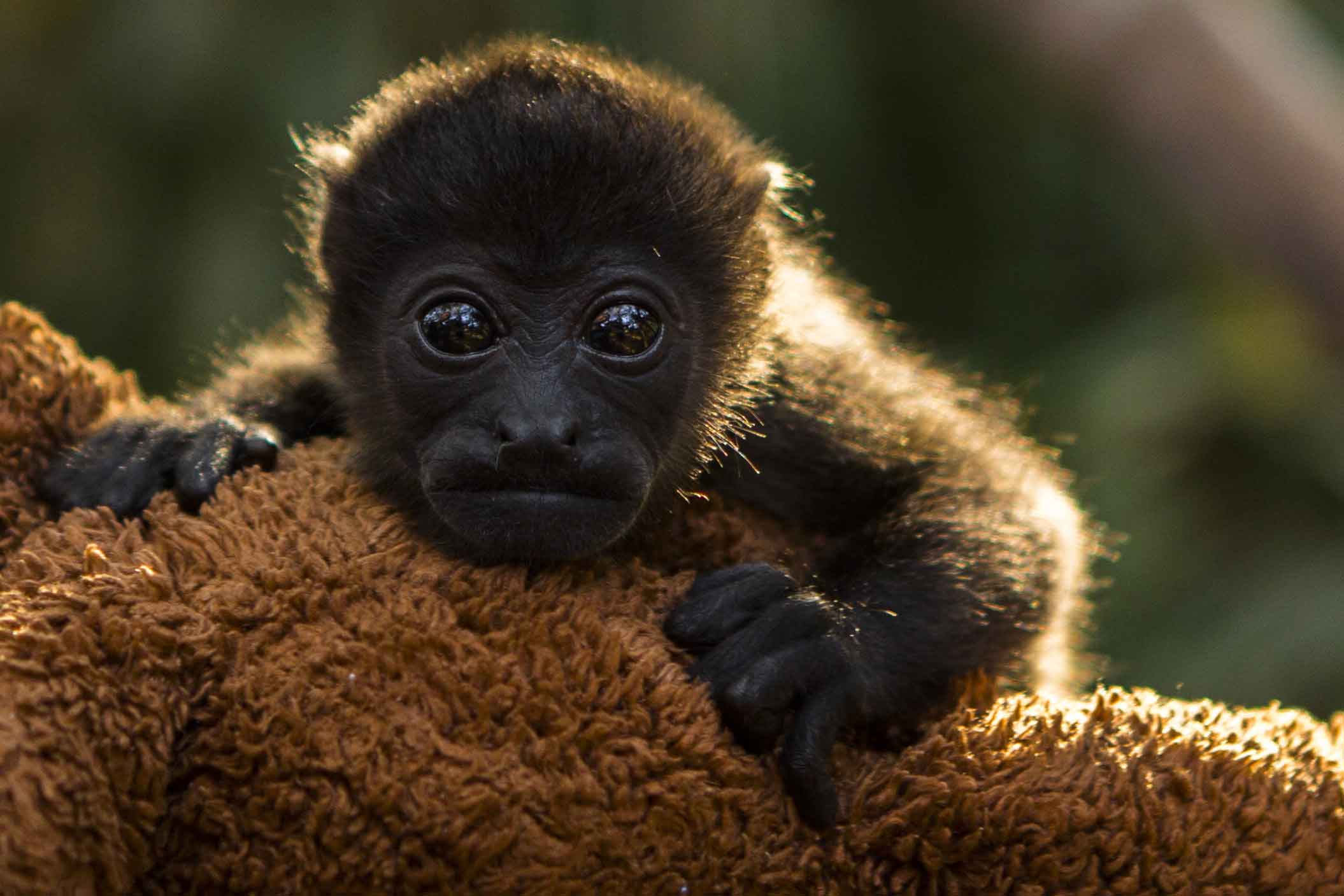 Monkey in Costa Rica