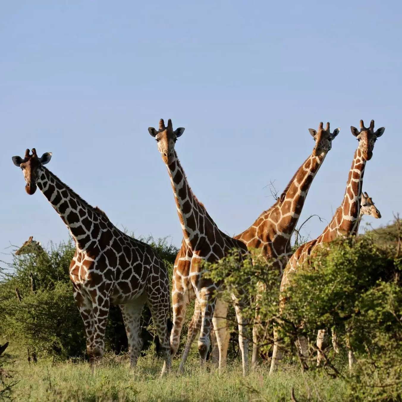 Giraffes in shrubs in Kenya