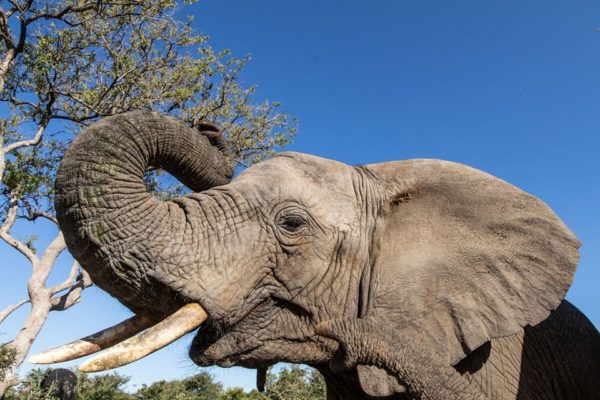 Close up of elephant