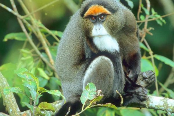 Monkey sitting on a branch - Kenya