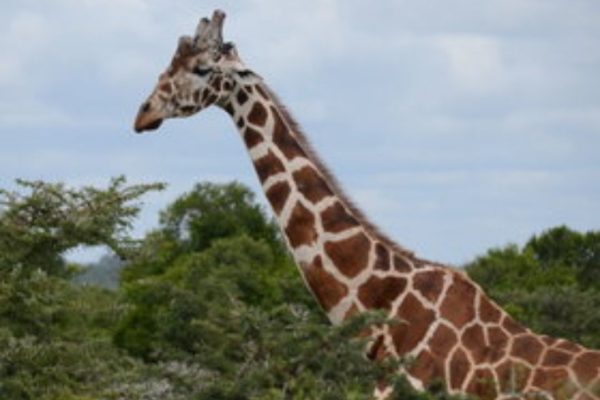 Giraffe