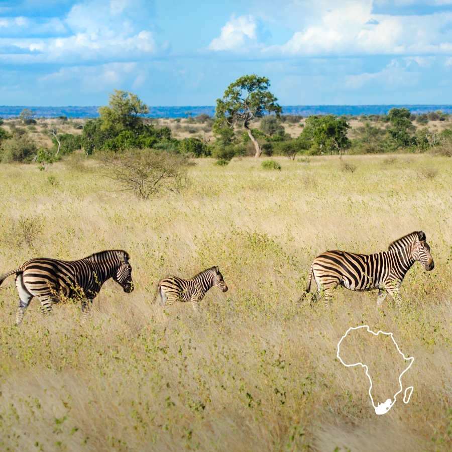 Zebras in South Africa