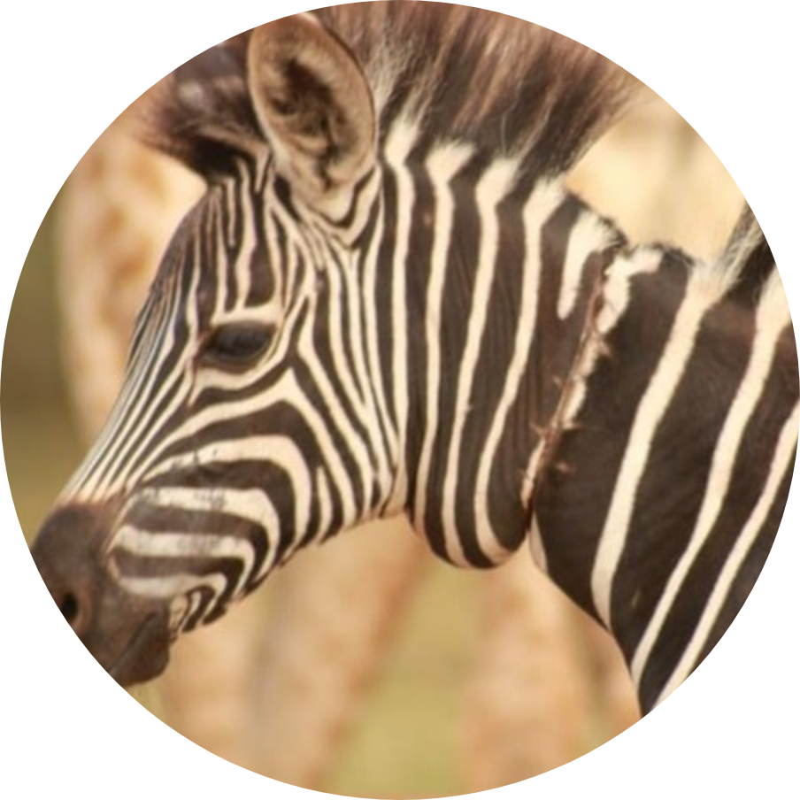 Snared Zebra